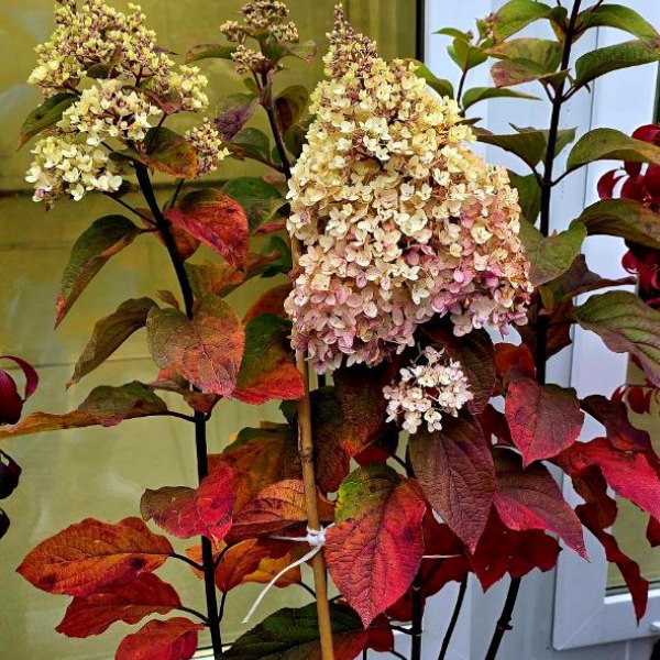 Красавица гортензия Колорфул Коктейль