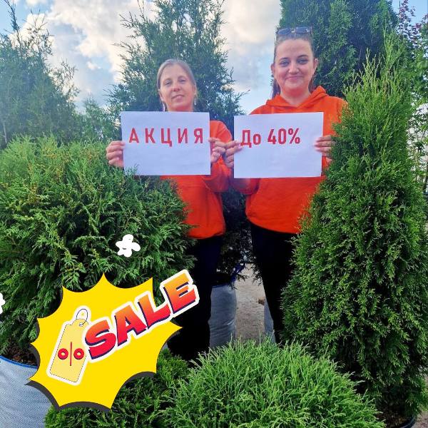 Продажа туи по акции, выгода до 40%