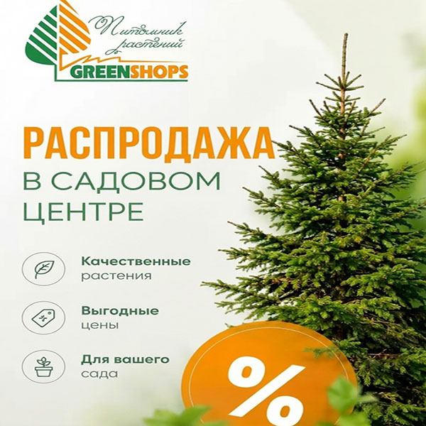 Распродажа елей и сосен в питомнике ГринШоп