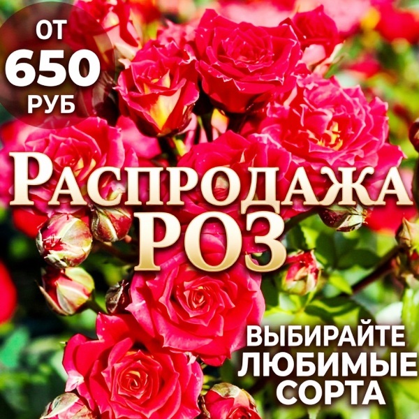 Июльская распродажа роз в питомнике ГринШоп