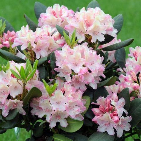 Капризная и красивая азалия в саду