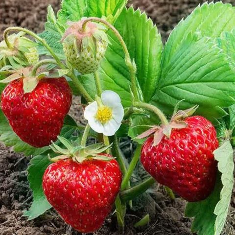 Выращиваем сортовую клубникуна даче