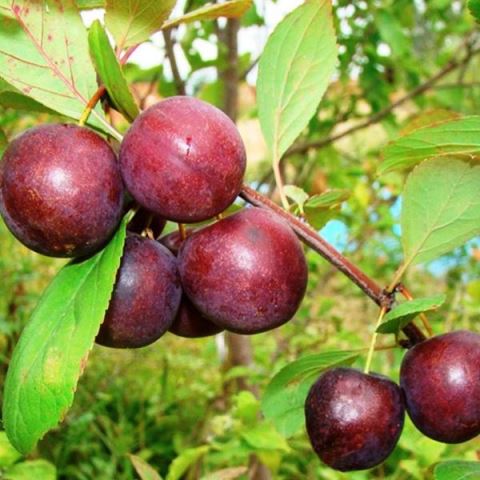 Плодовый гибрид вишни и сливы из питомника