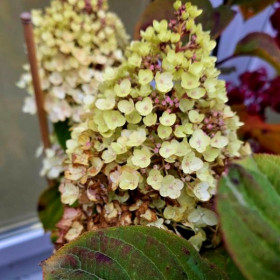 Продажа гортензии Колорфул Коктейль