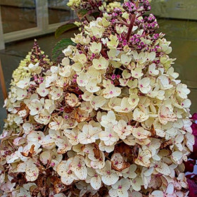 Продажа гортензии Colourful Cocktai