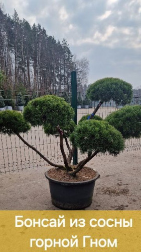 Бонсай из сосны горной Гном вид 2