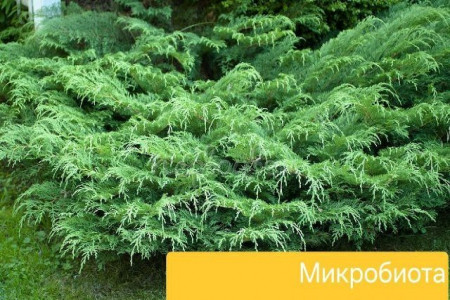 Микробиота