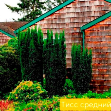 Тисс средний
