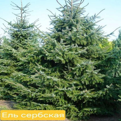Ель сербская
