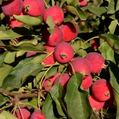 Пополнение ассортиента плодовых деревьев в августе