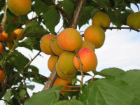 плодовые сады - абрикос