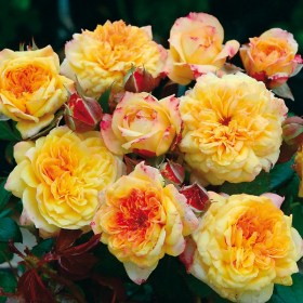Rosa_Georges_Denjean2