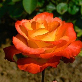Rosa_Golden_Dragon