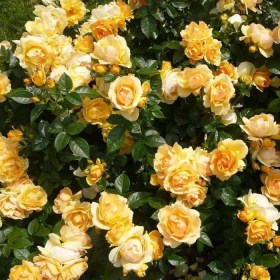 Rosa_Hansestadt_Rostok1
