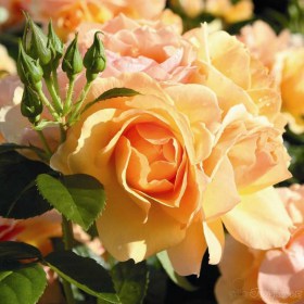 Rosa_Hansestadt_Rostok