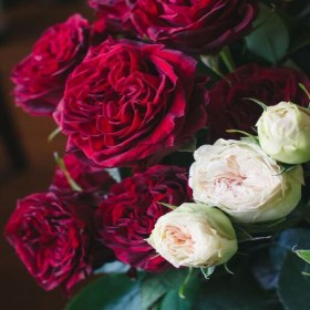 Rosa_Maira_red