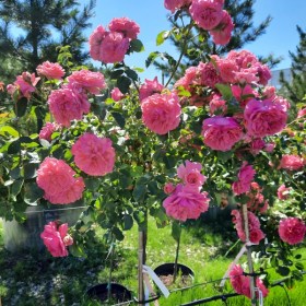 Rosarium_Utersena