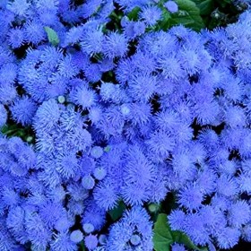 ageratum2