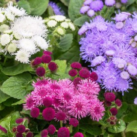ageratum