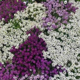 allisum
