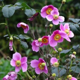 anemona-hadspen-abundance