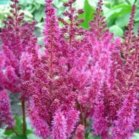 astilba-purple