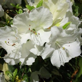 azalia-pleasant-white