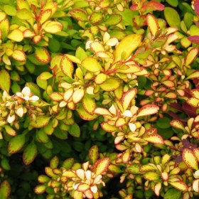 barbaris-limonchelo-beilirin