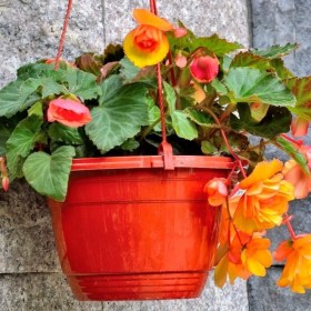 begonia-kashpo