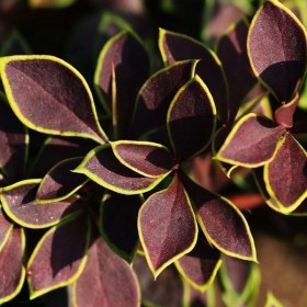 berberis_thunbergii_Coronita1