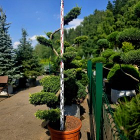 bonsai-listviniztsa-Stiff-Wiping