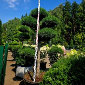 bonsai-sosna-avstriiskaya-chernaya