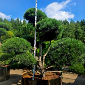 bonsai-sosna-chernaya