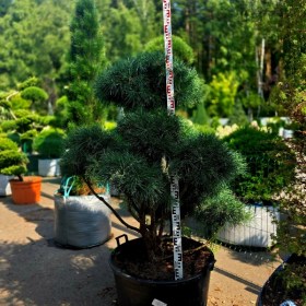 bonsai-sosna-glauca