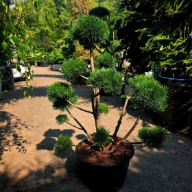 bonsai-sosna-gnom