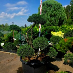 bonsai-sosna-gornaya-gnom