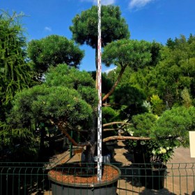 bonsai-sosna-obiknovennaya-norvezghski-tip