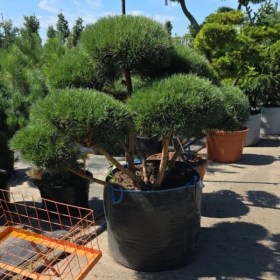 bonsai-sosna-watereri