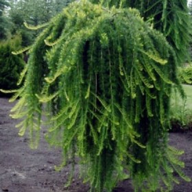 bonsay-stiff-weeper1