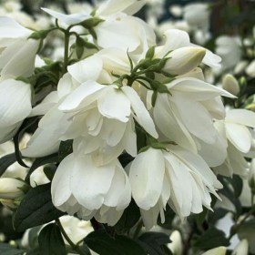 chubuschnik-snowbelle