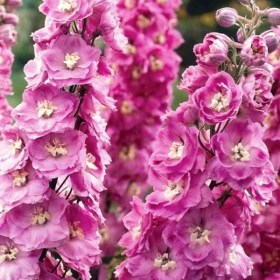 delfinium-magic-fountain-lilac-pink-white-bee