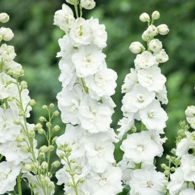 delfinium-magic-fountain-pure-white