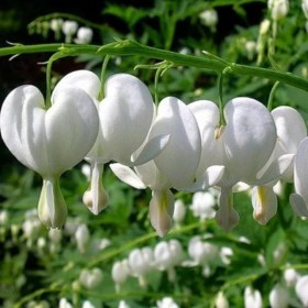 dicentra-alba