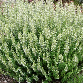 dushevnik-msrvelete-white