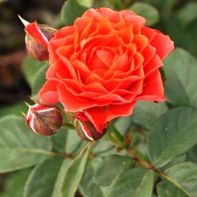 eclat-de-corail