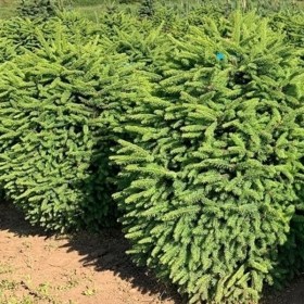 el-obiknovennaya-compacta