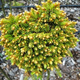 el_obiknovennaya_barri