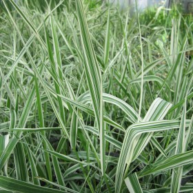 falyuris