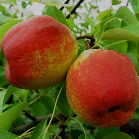 grusha-akademicheskaya2