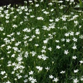 gvozdika-travyanka-white